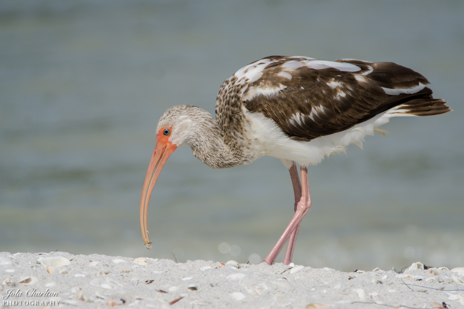 Juvenile White Ibis | Shutterbug